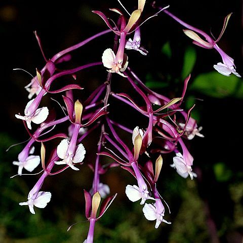 Epidendrum capricornu unspecified picture