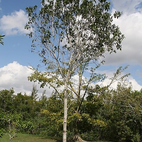 Sideroxylon foetidissimum unspecified picture