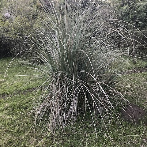 Panicum prionitis unspecified picture