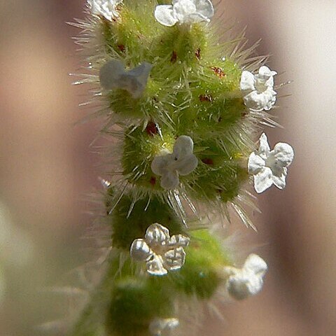 Plagiobothrys arizonicus unspecified picture