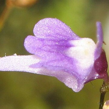 Utricularia minutissima unspecified picture