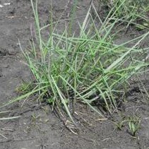 Schizachyrium maritimum unspecified picture