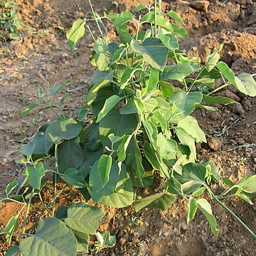 Leptadenia reticulata unspecified picture