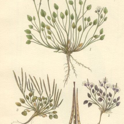 Cardamine bellidifolia unspecified picture