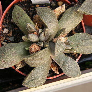 Aloinopsis rubrolineata unspecified picture