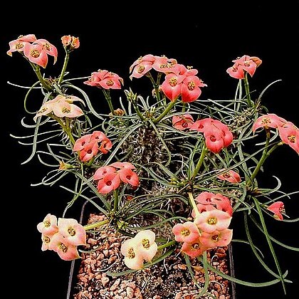 Euphorbia gottlebei unspecified picture