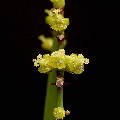 Euphorbia vajravelui unspecified picture