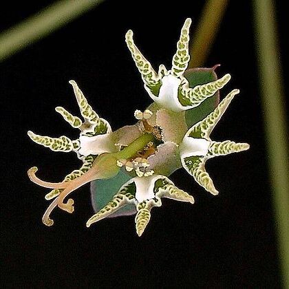 Euphorbia tridentata unspecified picture