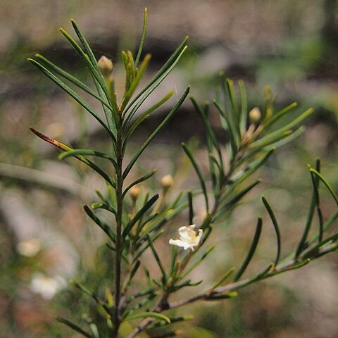 Ricinocarpos linearifolius unspecified picture