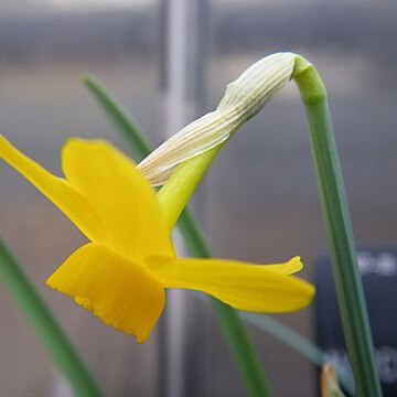 Narcissus cuatrecasasii unspecified picture