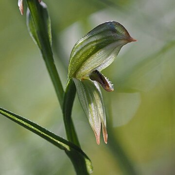 Pterostylis longifolia unspecified picture