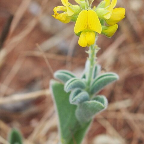 Crotalaria smithiana unspecified picture