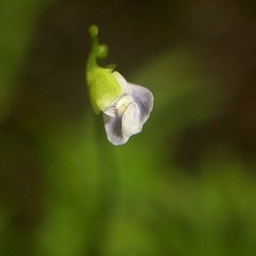 Utricularia uliginosa unspecified picture