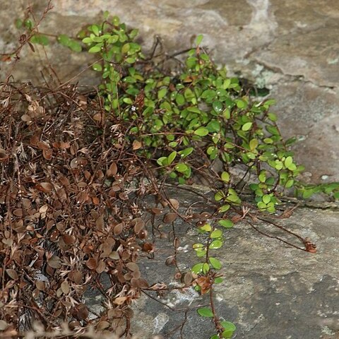 Epacris crassifolia unspecified picture