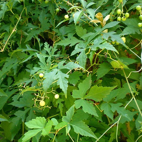 Ampelopsis aconitifolia unspecified picture