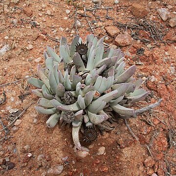 Cephalophyllum unspecified picture