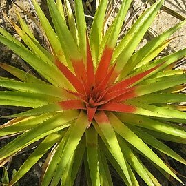 Bromelia humilis unspecified picture