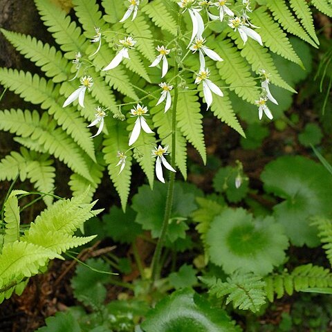 Saxifraga nipponica unspecified picture