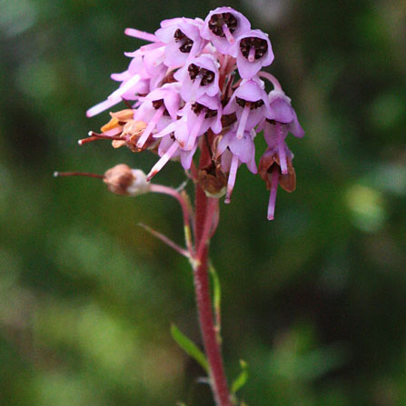 Erica spiculifolia unspecified picture