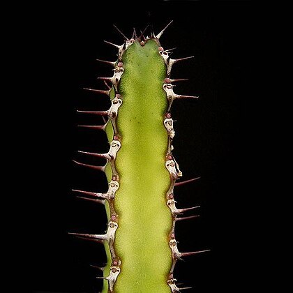 Euphorbia heterospina unspecified picture