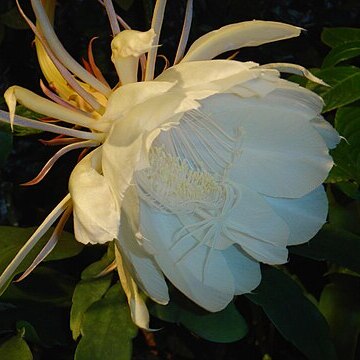 Pilosocereus brasiliensis unspecified picture