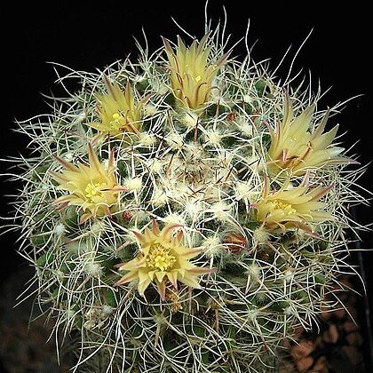 Mammillaria karwinskiana subsp. nejapensis unspecified picture