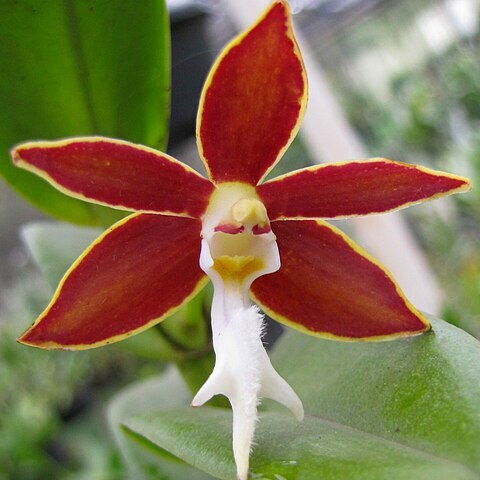 Trichoglottis philippinensis unspecified picture