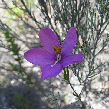 Chironia jasminoides unspecified picture