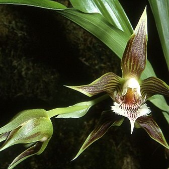 Galeottia grandiflora unspecified picture