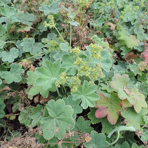 Alchemilla hirsuticaulis unspecified picture