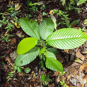 Dipterocarpus bourdillonii unspecified picture