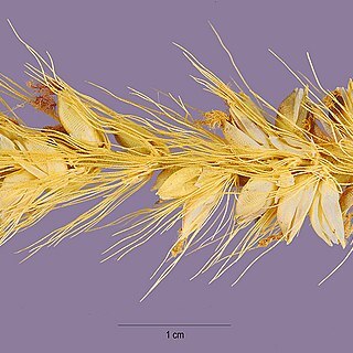 Setaria nigrirostris unspecified picture