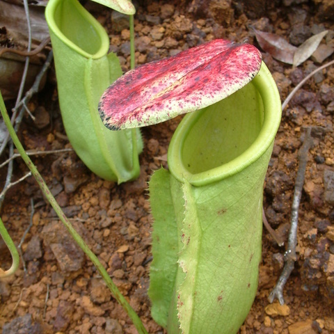 Nepenthes neoguineensis unspecified picture