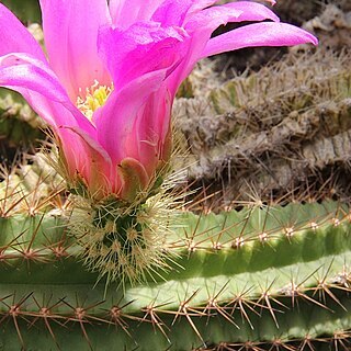 Echinocereus viereckii unspecified picture