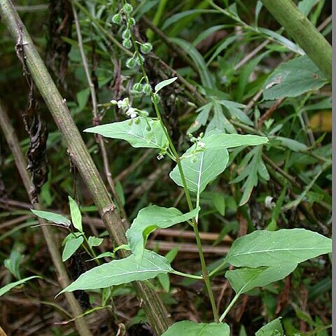 Circaea mollis unspecified picture