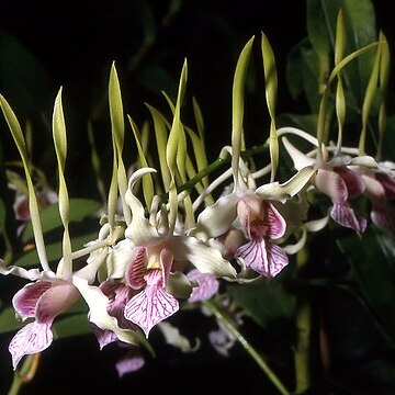 Dendrobium stratiotes unspecified picture