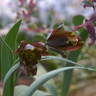 Fritillaria pinardii unspecified picture