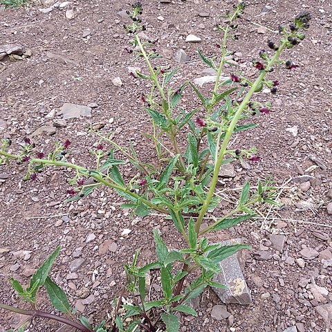 Scrophularia incisa unspecified picture