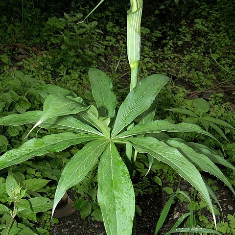 Arisaema schimperianum unspecified picture