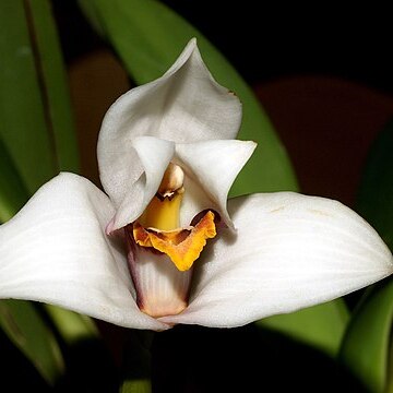 Maxillaria grandiflora unspecified picture