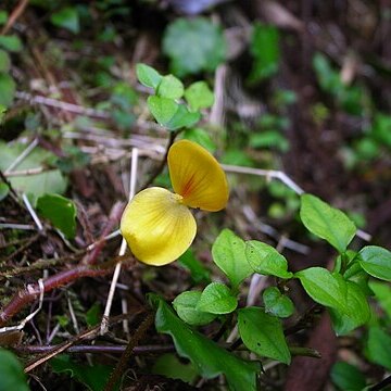 Begonia prismatocarpa unspecified picture