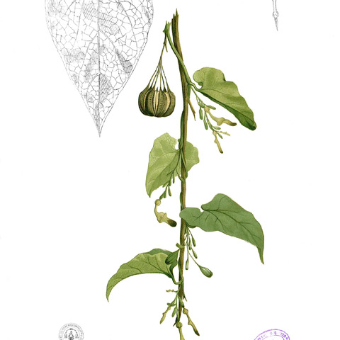 Aristolochia acuminata unspecified picture