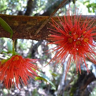 Metrosideros parkinsonii unspecified picture