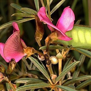 Tephrosia bachmannii unspecified picture