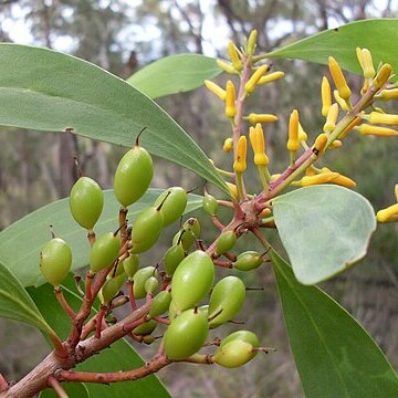 Persoonia levis unspecified picture