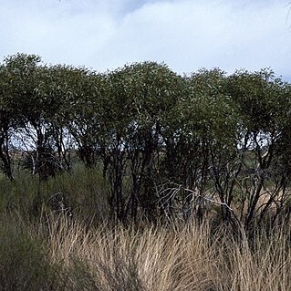 Eucalyptus aspratilis unspecified picture