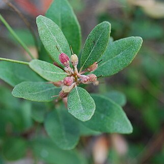 Lyonia truncata unspecified picture