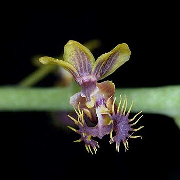 Phalaenopsis difformis unspecified picture