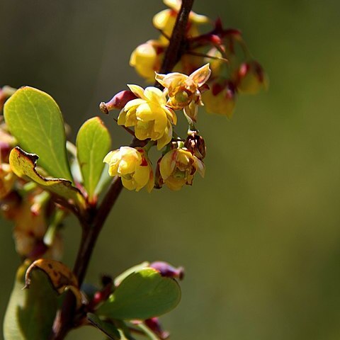 Berberis holstii unspecified picture