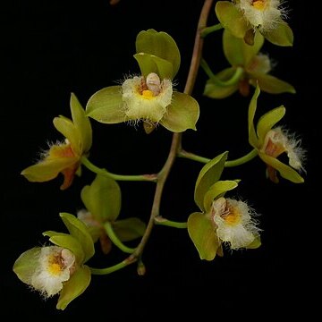 Bifrenaria charlesworthii unspecified picture